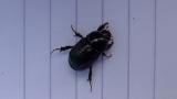 Adult Black Beetle