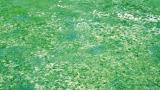 Anthracnose