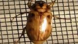 Photo: Argentinian Scarab Adult. Source: Albie Legget