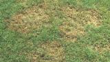 Brown Patch
