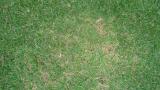 Brown Patch