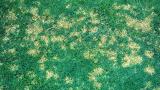 Dollar Spot
