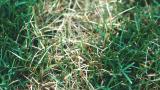 Dollar Spot