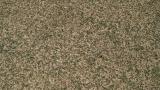 Helminthosporium Disease
