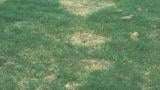 Spring Dead Spot