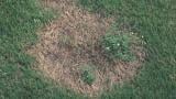 Spring Dead Spot