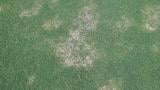 Spring Dead Spot