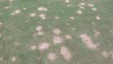 Spring Dead Spot