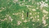 Winter Fusarium