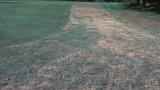 Grey Leaf Spot