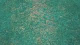 Anthracnose