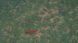 Anthracnose