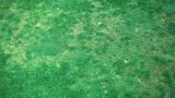 Anthracnose
