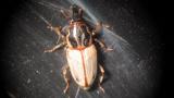 Billbug Adult
