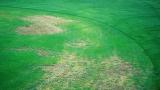 Couchgrass Decline