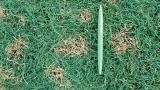 Dollar Spot