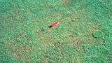 Pythium Root Rot