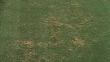 Pythium Root Rot