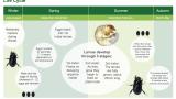 Black Beetle Life Cycle