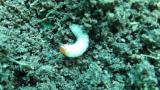 Billbug larvae
