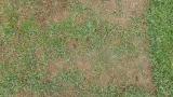Pythium damage