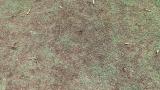 Leaf Spot Damage