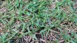Leaf Spot 