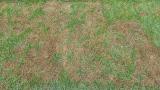Pythium damage