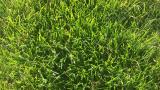 Winter Grass - Poa Annua