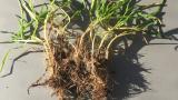 Winter Grass - Poa Annua
