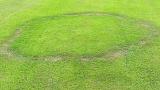 Fairy Ring Type I - Damaged or dead turf from drought stress. May have fruiting bodies present.
