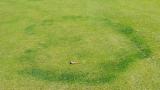Fairy Ring Type II - rings of dark green or quickly growing turf. May have fruiting bodies present.