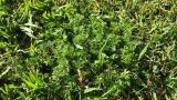 Bindi Weed