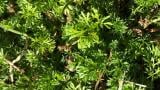 Bindi Weed