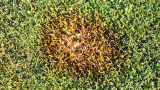 Brown Patch (c) Syngenta