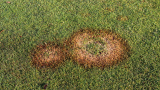 Brown Patch (c) Syngenta