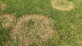 Brown Patch (c) Syngenta