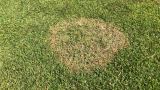 Brown Patch (c) Syngenta