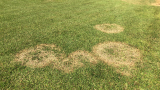 Brown Patch (c) Syngenta