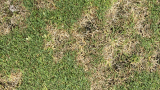Dollar Spot (c) Syngenta