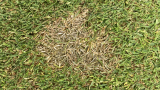 Dollar Spot (c) Syngenta