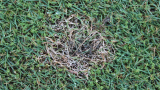Dollar Spot (c) Syngenta