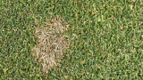 Dollar Spot (c) Syngenta