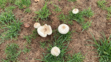 Fairy Ring Fruiting Bodies
