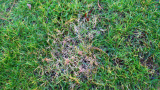 Red Thread (c) Syngenta