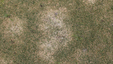 Spring Dead Spot (c) Syngenta