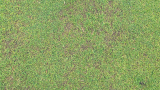 Anthracnose attacking the Poa in a Poa-Bent Green