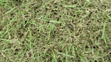 Lawn armyworms amongst turf that they have damaged