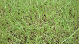 Close up of damage to turf from Lawn armyworms