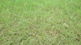 Damage to turf from Lawn armyworms